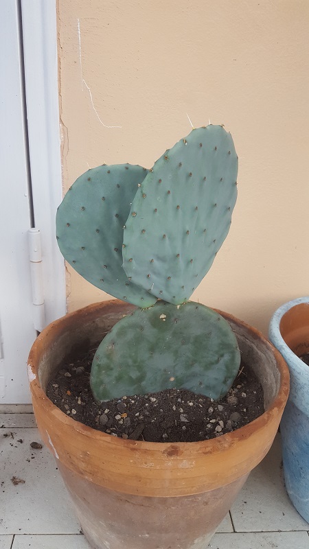Opuntia Robusta