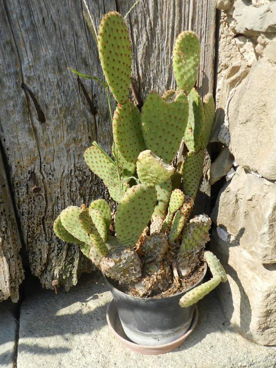 Opuntia rufida