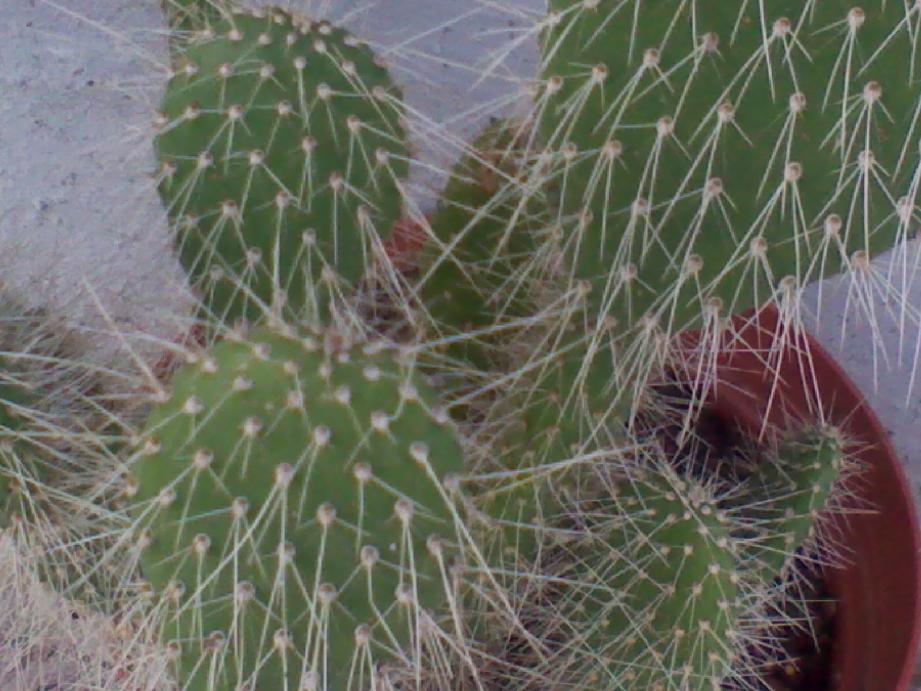 Opuntia scheeri