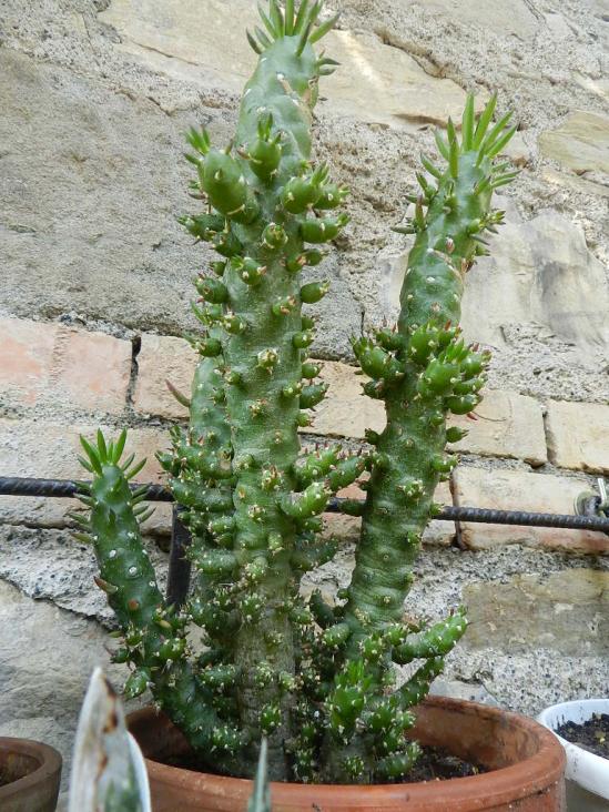 Opuntia subolata mostruosa