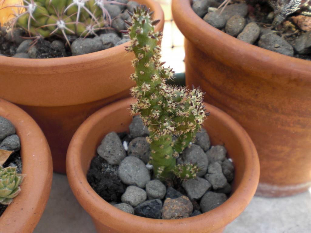 Opuntia subulata f.ma monstruosa