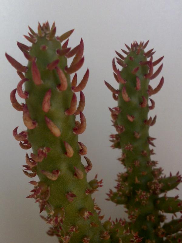 Opuntia subulata fa. monstruosa