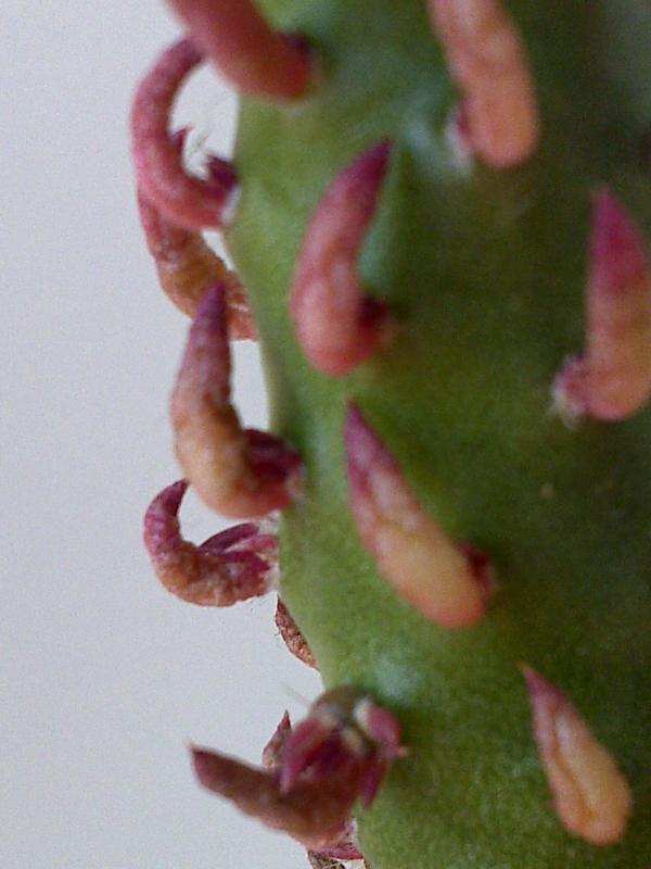 Opuntia subulata fa. monstruosa