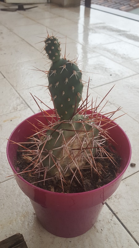 Opuntia Sulphurea