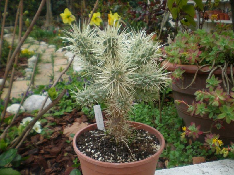 Opuntia tunicata (la super)