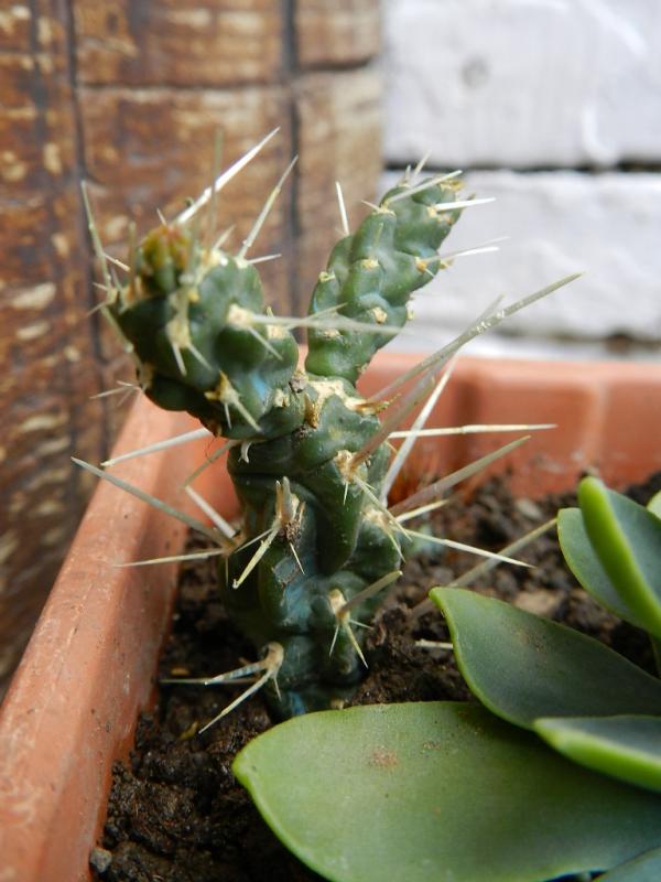 Opuntia tunicata