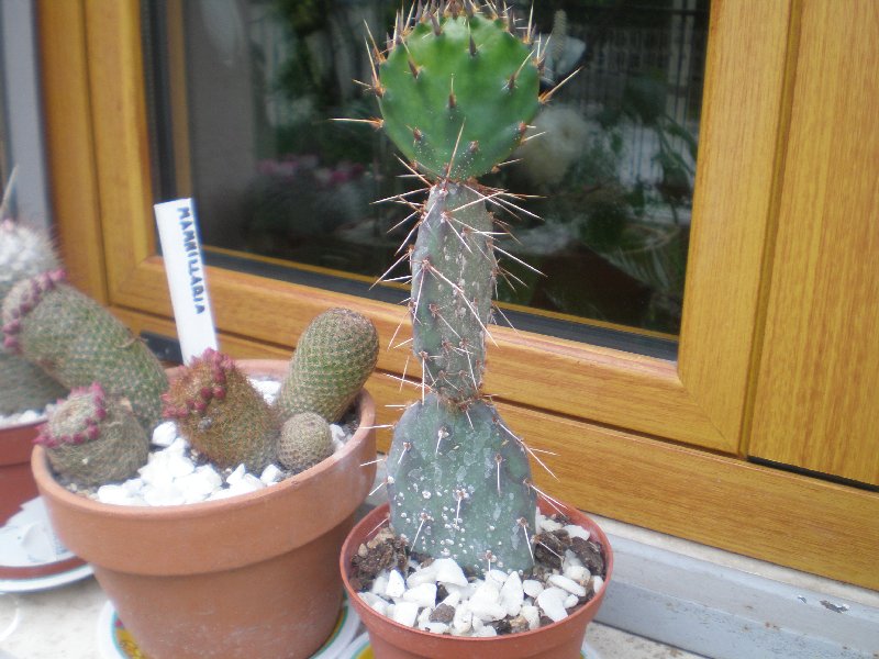 Opuntia violacea