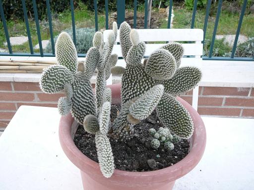 Opuntia