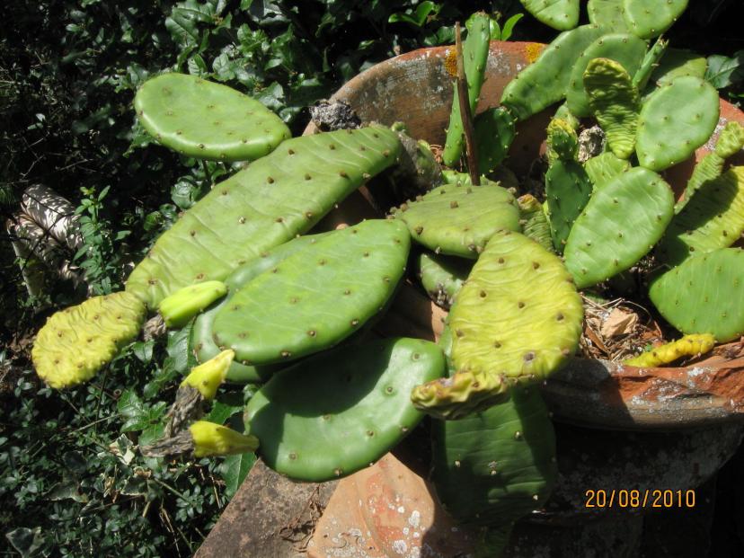 opuntia.