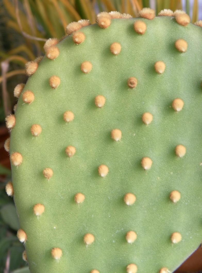 opuntia