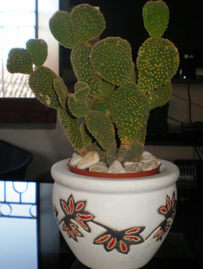 Opuntia