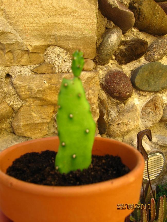 opuntia1.