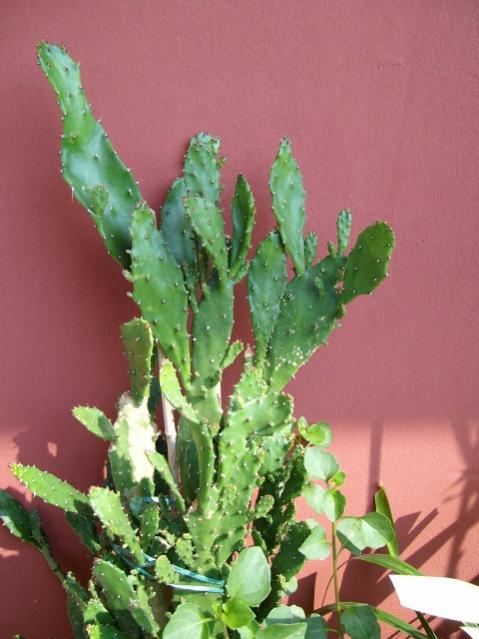 opuntya monacantha con senecio