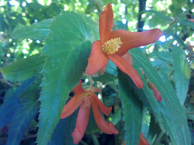 OranBegonia3