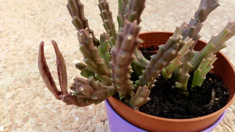 Orbea variegata, preparazione semi