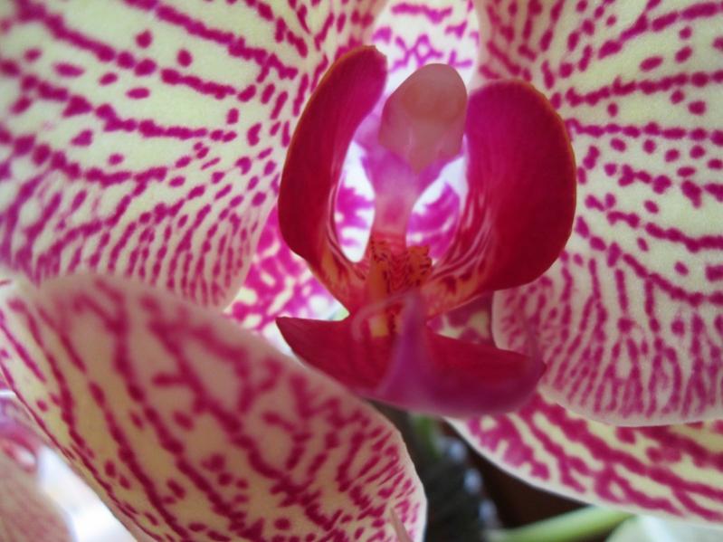 orchide 1