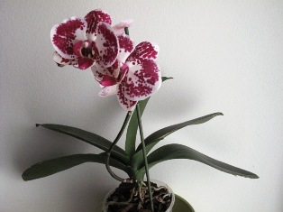 orchidea 001.