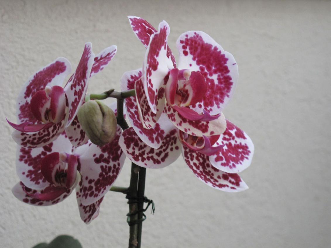 orchidea 002.