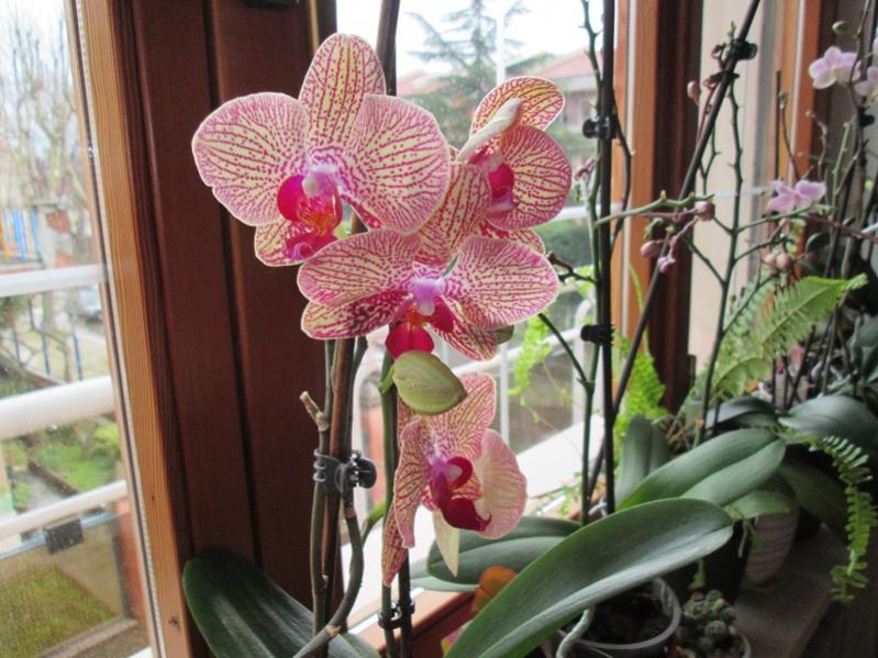 orchidea 1