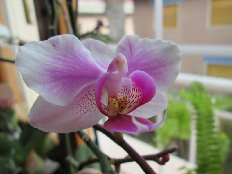 orchidea 2 Particolare (2)