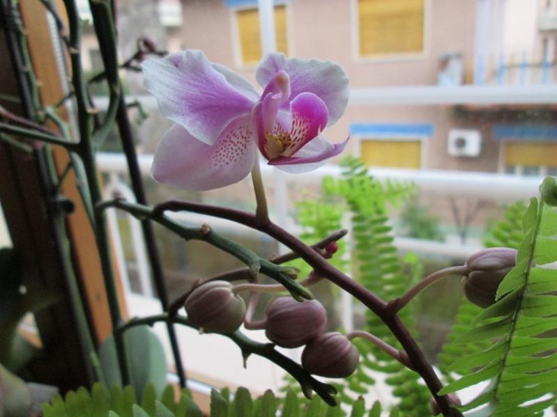 orchidea 2