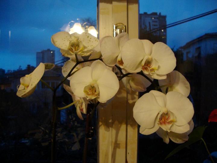 Orchidea (2)