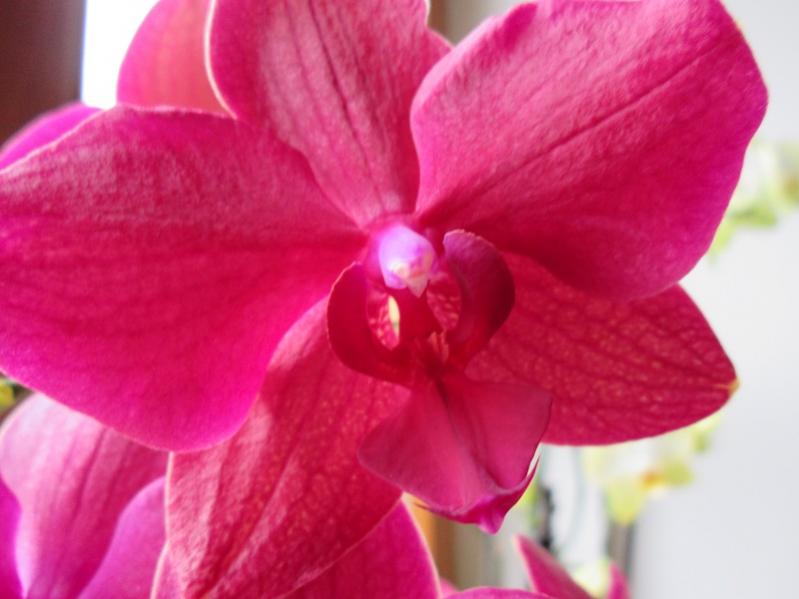 orchidea 3 particolare