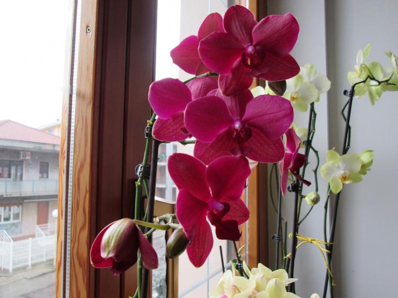 orchidea 3