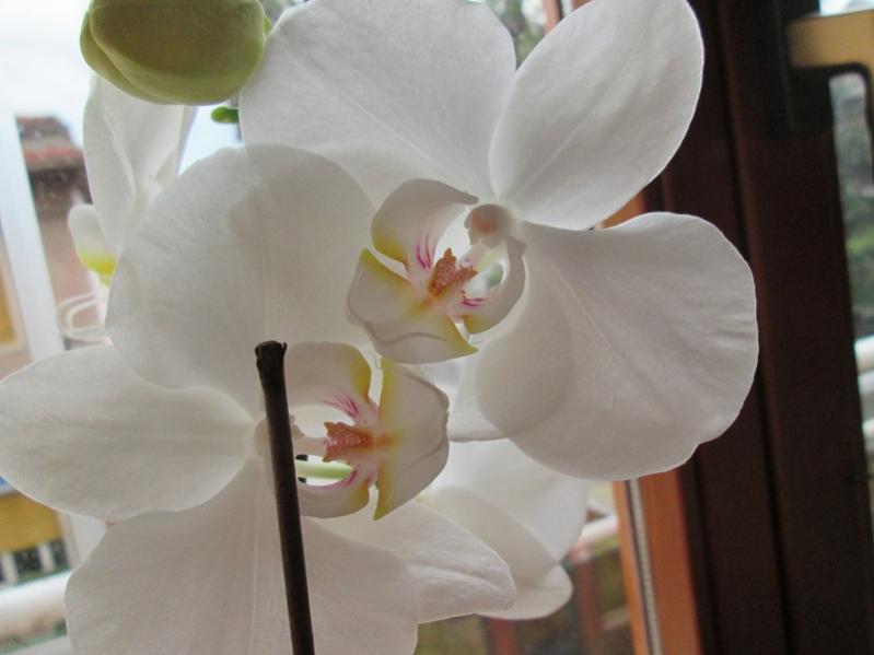 orchidea 5 particolare