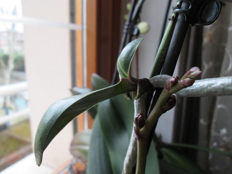 orchidea con pianta sullo stelo