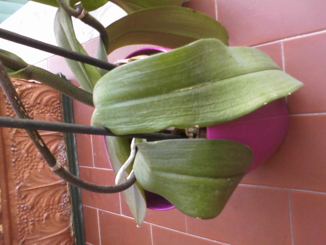 orchidea foglie molli