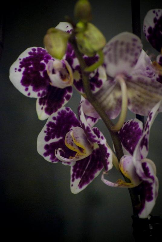 Orchidea Milka Phal nr4