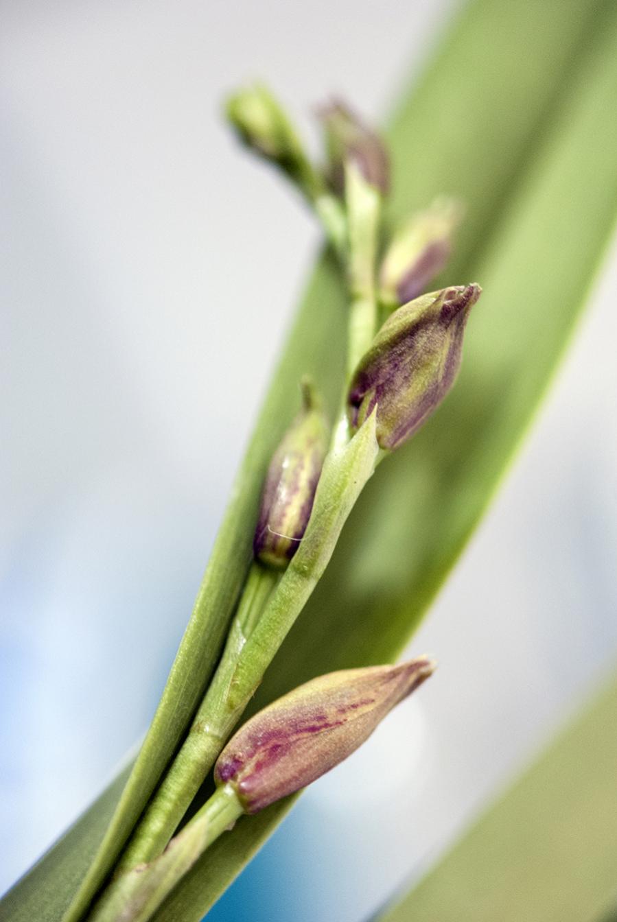 Orchidea nr 15

Fioritura Autunno 2013