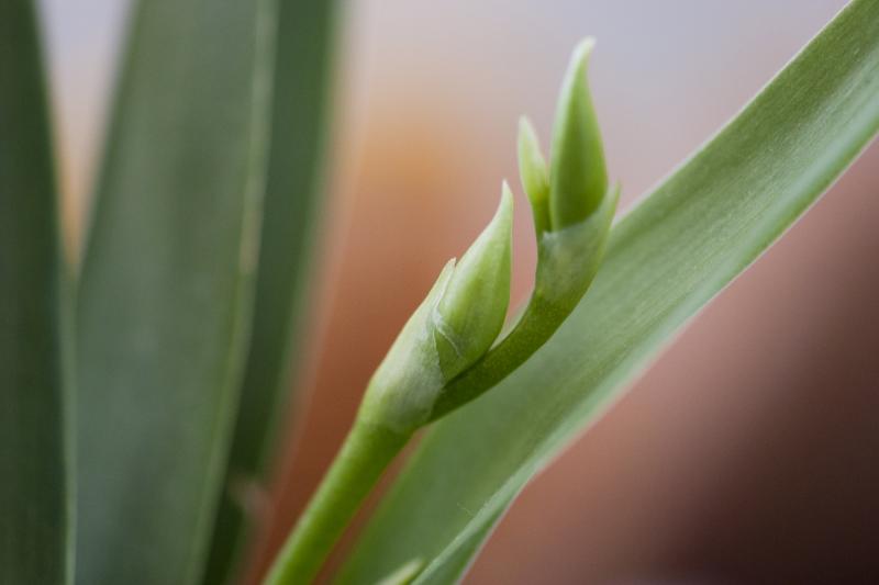Orchidea nr 16 - prima fioritura 2013
