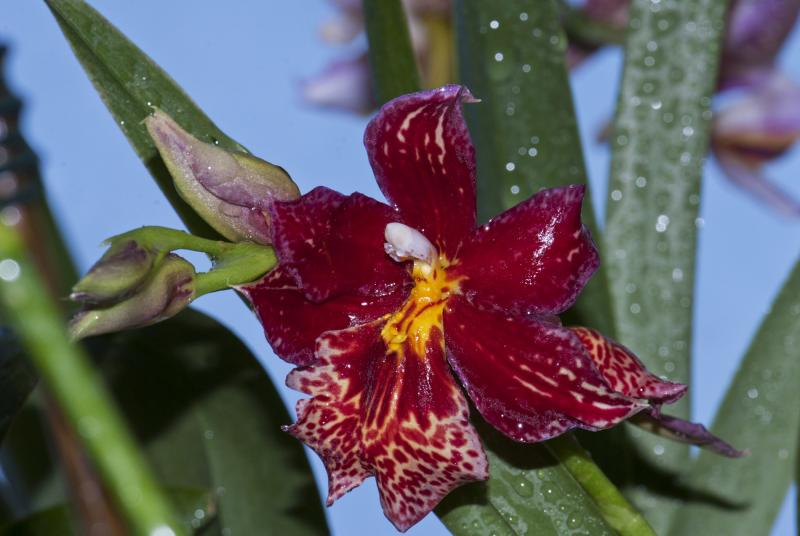 ORCHIDEA NR 17

PRIMA FIORITURA 2013
