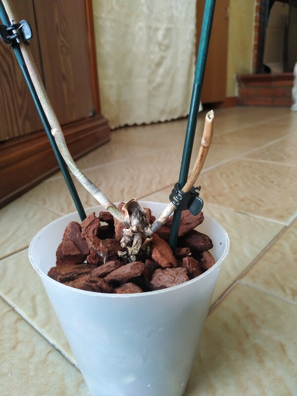 Orchidea Phalaenopsis senza foglie.