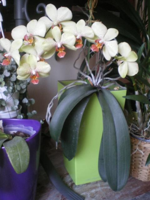orchidea vaso Lechuza
