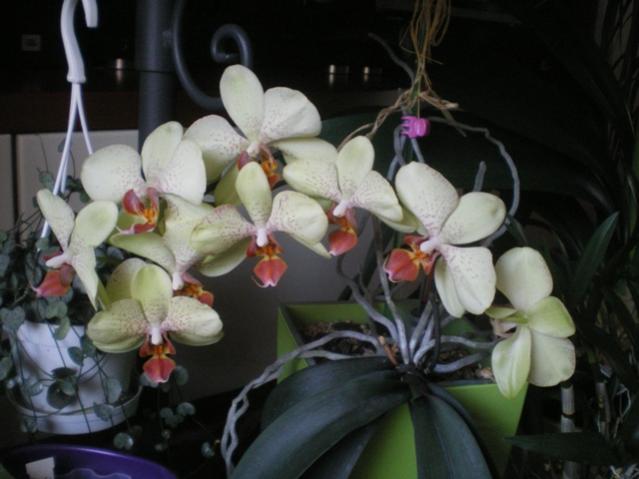 orchidea vaso Lechuza1