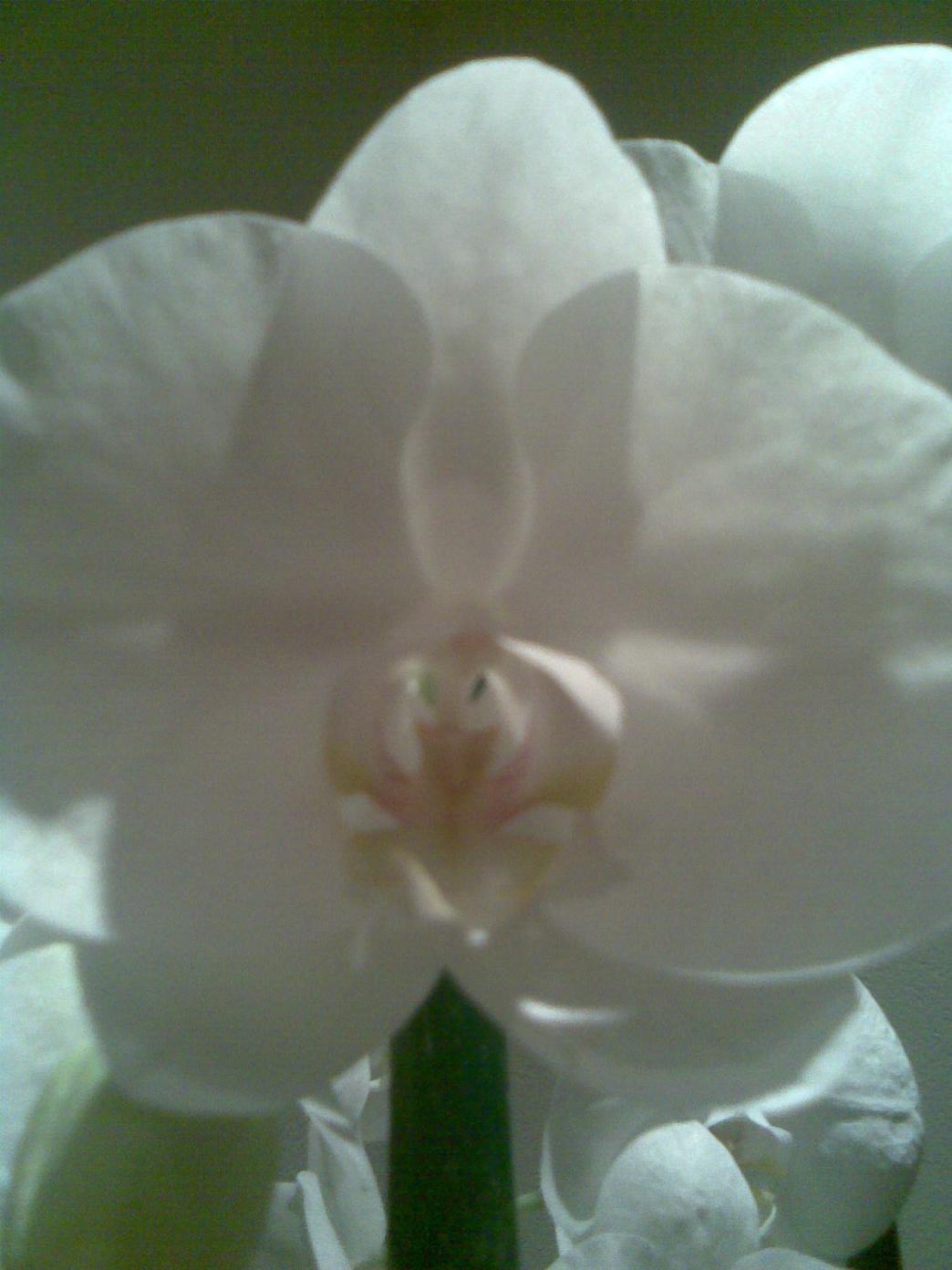 Orchidea Zia Loly