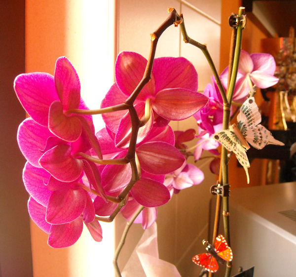 Orchidea