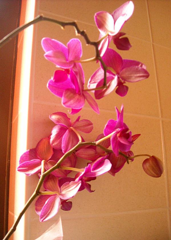 Orchidea