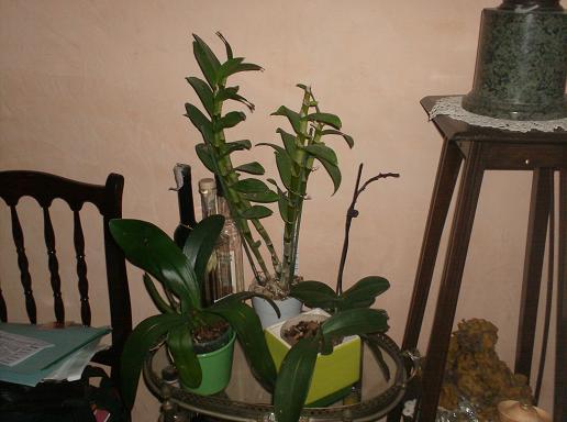 orchidee in ogni dove