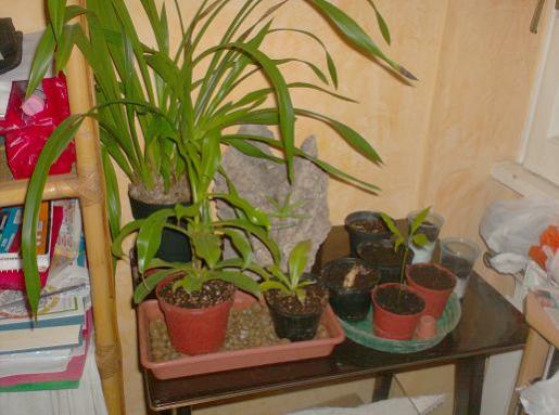 orchidee, nepenthes e semine tropicali