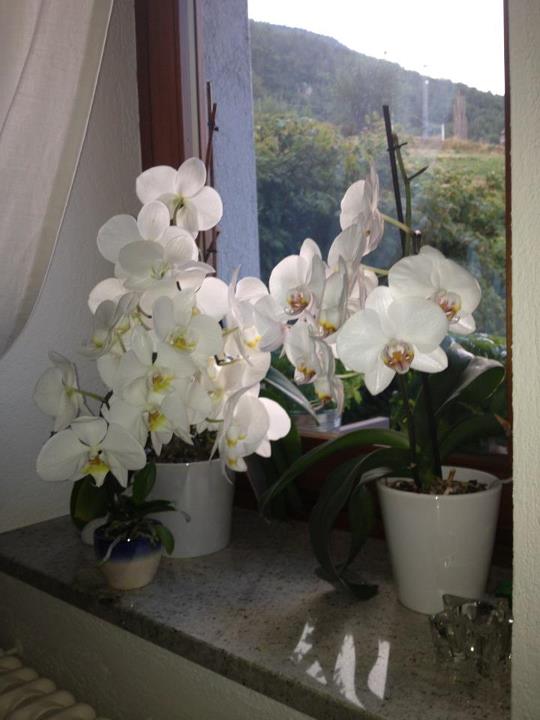 Orchidee