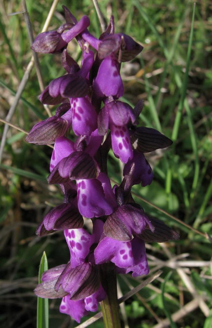 Orchis morio1.