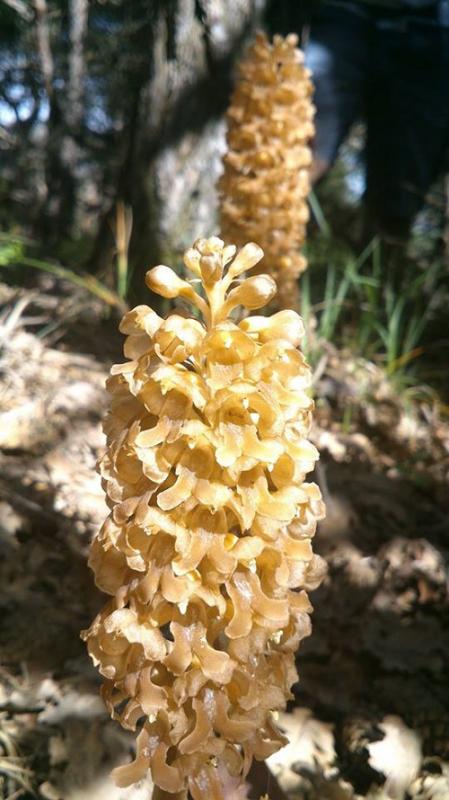 orchis neottia nidus avis II