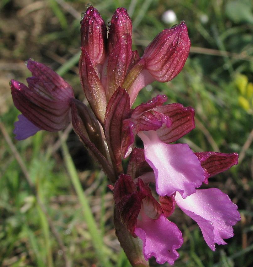 Orchis papilionac