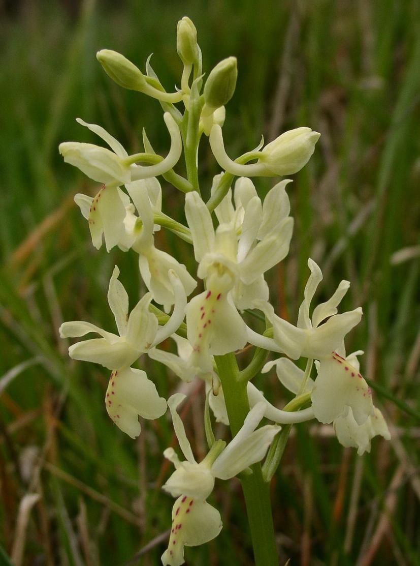 Orchis provincialis