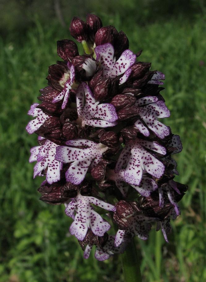 Orchis purpurea.