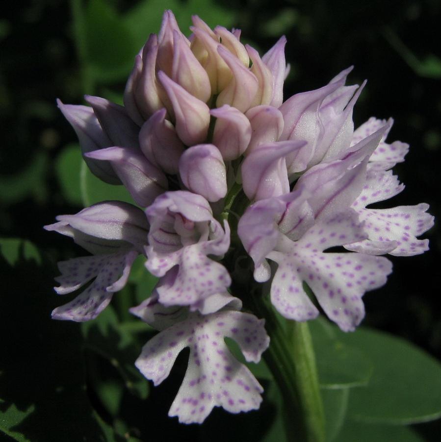 Orchis tridentata